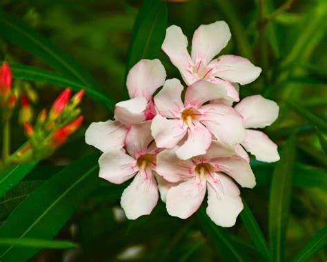 Light Pink Oleander Flower Pixahive