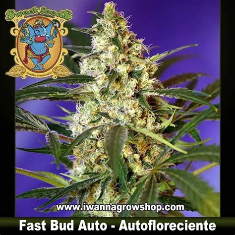 Comprar Fast Bud Auto Sweet Seeds Autofloreciente I Wanna Grow Shop