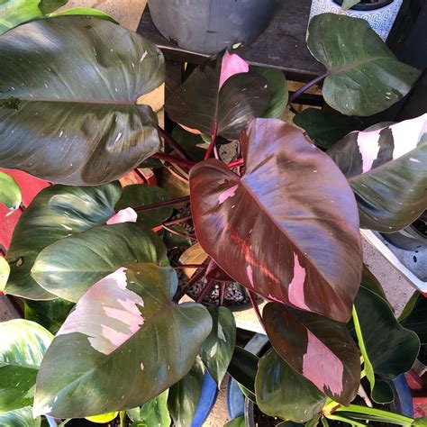 Philodendron Pink Princess Syn Philodendron Erubescens