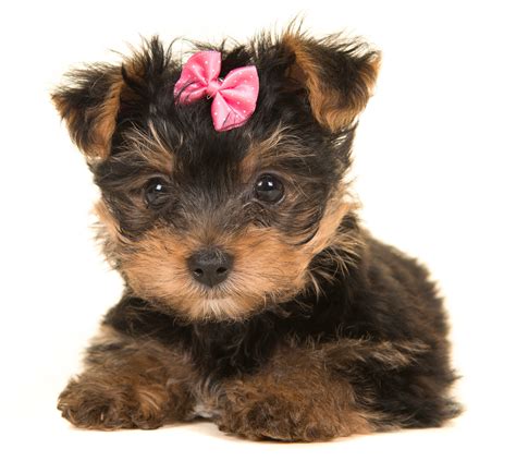 A Guide To Yorkshire Terriers Embarkvet