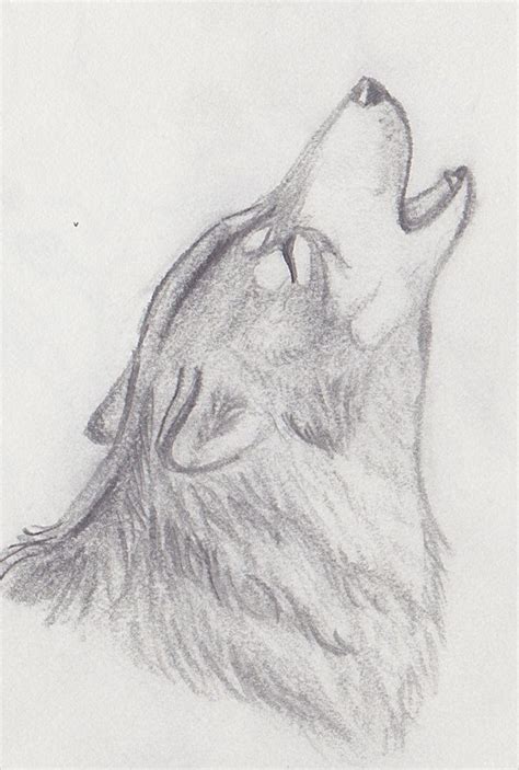 Pencil Drawing Of A Wolf Howling Bestpencildrawing