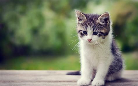 Kittens Wallpaper ·① Download Free Stunning Full Hd Wallpapers For