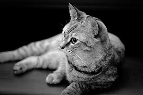 Wallpaper Id 829739 Black And White Pets Exhausted Fur F18 Dof