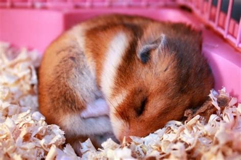 These 15 Cute Hamster Pictures Will Melt Your Heart