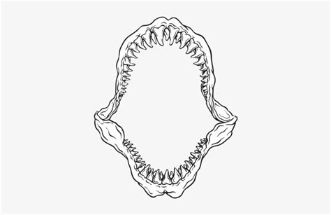Drawing Shark Jaws Great White Shark Jaw Drawing Free Transparent