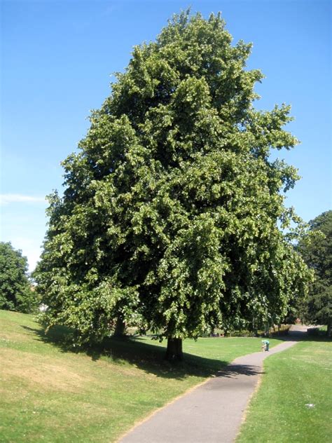 Common Lime Tree Tilia Vulgaris © Mike Kirby Geograph Britain And