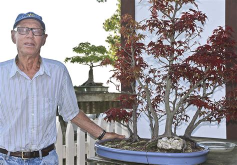 Meet Clive Taylor A Master Of Koto Hime Japanese Maple Propagation