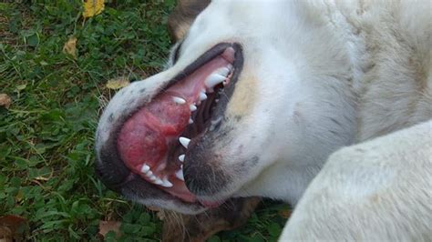 The Poor Dog With Oral Cancer Got Through Surgery And Lived Happily