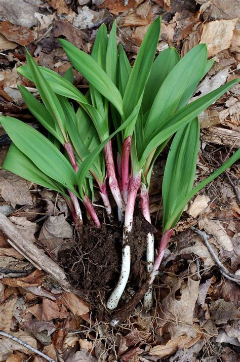 Wild West Virginia Ramps Wild Ramps Edible Wild Plants Edible Plants