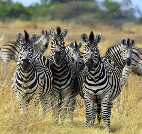 Zebra Stripes Black Or White