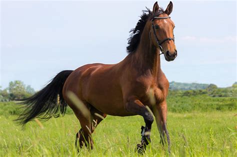 Conheça O Mercado Milionário De Seguro Para Cavalos Forbes