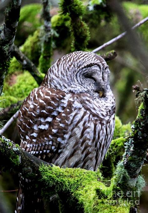 Sleepy Barred Owl Photograph By Nick Gustafson Fine Art America