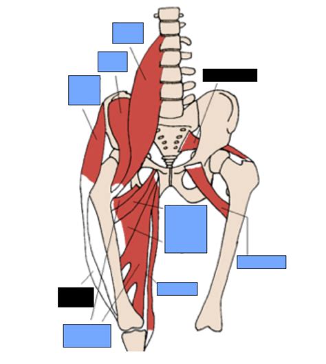 Thigh Muscles Diagram Quizlet