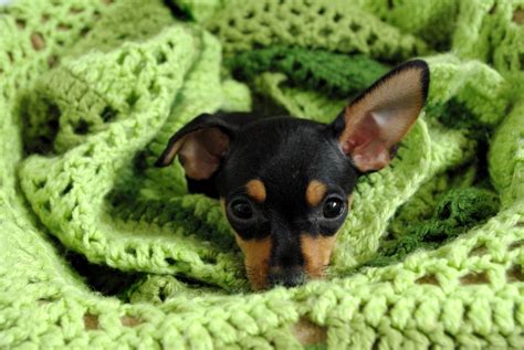 Dobbie Chihuahuaminpin Cross Miniature Pinscher Min Pin Dogs Cute