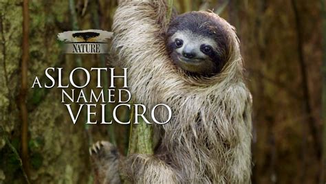 A Sloth Named Velcro Wxel Presents Pbs