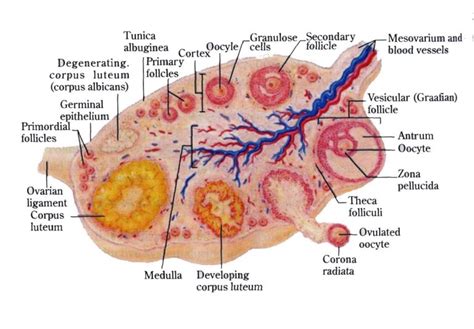 Ovary Diagram Structure 101 Diagrams