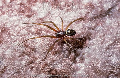 Minden Pictures Cellar Spider Steatoda Teutana Grossa Male Walking