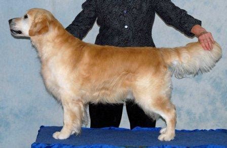We are akc breeder's of merit, in the akc bred with heart program, and are members of the golden retriever club of america. Australian Golden Retriever Breeders