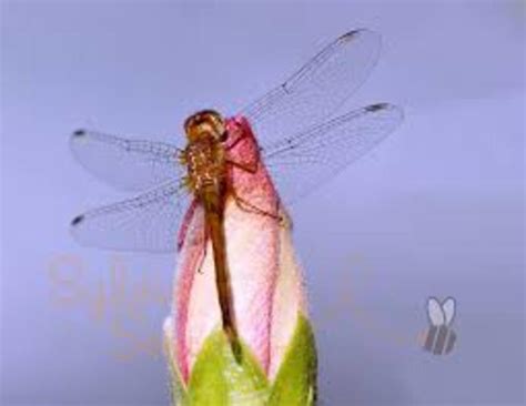The Amazing Dragonfly Hubpages