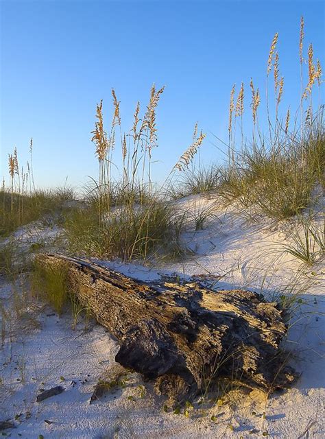 Driftwood And Sea Oats By Bill Chambers Pensacola Beach Florida Gulf