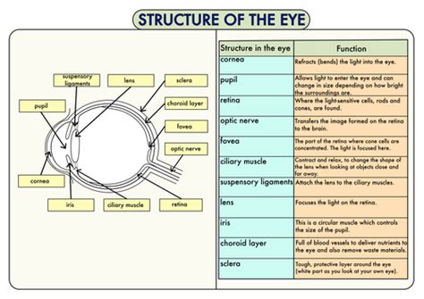 Colour Poster On The Structure Of The Eye By Beckystoke Teaching