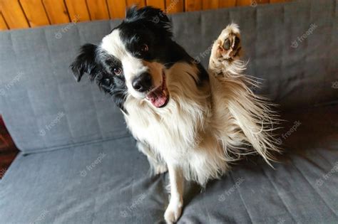 Premium Photo Funny Portrait Of Puppy Dog Border Collie Waving Paw