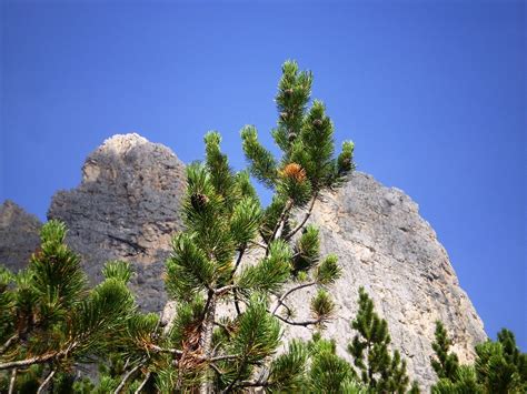 I Pini Mughi Del Lars C Cespugli Di Pinus Mugo Ai Piedi De Flickr
