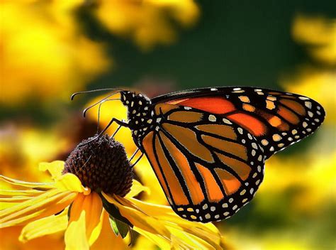 Beautiful Natural Scenery A Butterfly Perched On A Flower ~ Nature Wallpapers