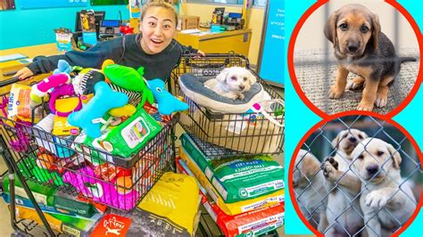Buying My Puppy Everything In The Pet Store And Donating It Youtube