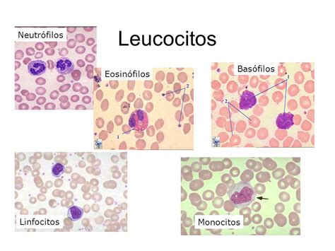 Biología Básica Leucocitos Y Sus Caracteristicas