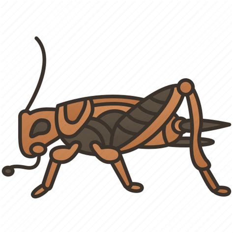 Bugs Chirping Cricket Gryllidae Insect Icon Download On Iconfinder