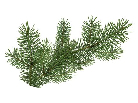 Pine Branch Png Free Logo Image