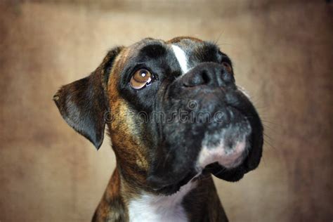 Portrait Of A Boxer Dog Stock Image Image Of Copy Studio 121948125