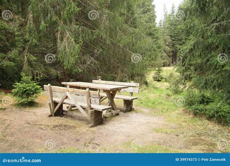 Seat In Forest Stock Image Image Of Republic Spruce 39974373