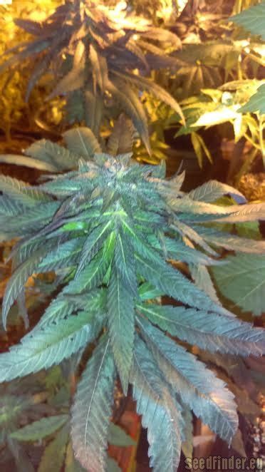 Deep Purple New420guy Seeds Cannabis Strain Info
