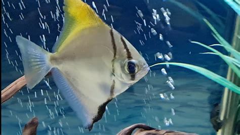 Mono Fish Care Guide Caring For Mono Argentus Tank Mates Feeding