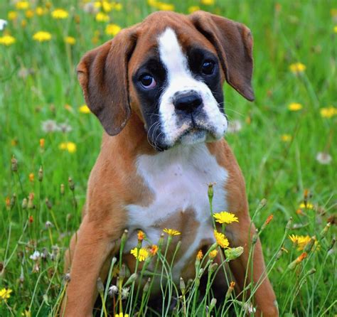 Quiz How Well Do You Know About Boxer Dogs