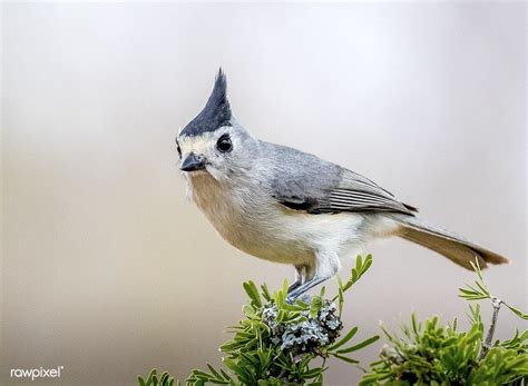 Song Bird Of South Texas Black Crested Titmouse Free Image By