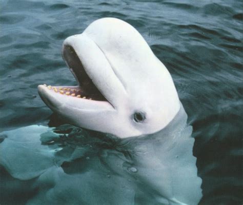 Beluga Delphinapterus Leucas Under The Ice