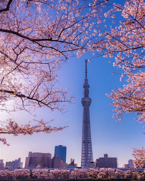 Sakura Beauty The 11 Best Places To See Cherry Blossoms In Tokyo Your Free Travel Guide