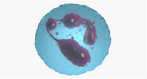 Neutrophil Nucleus 3d Turbosquid 1351011