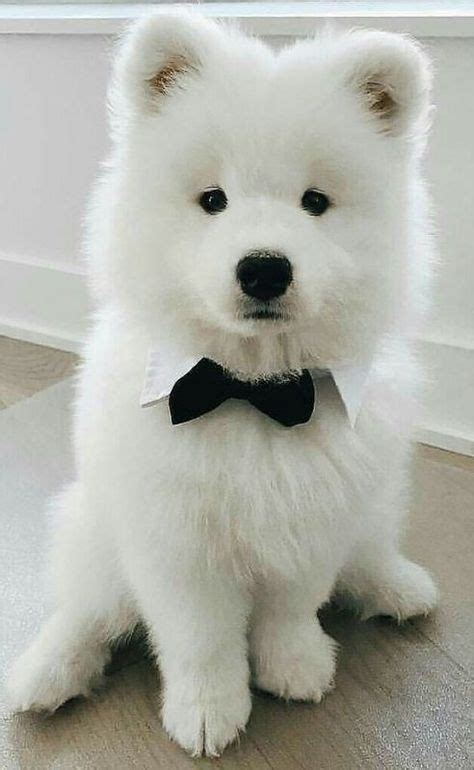 520 The Smiling Dog Samoyeds Ideas In 2021 Samoyed Dogs Samoyed