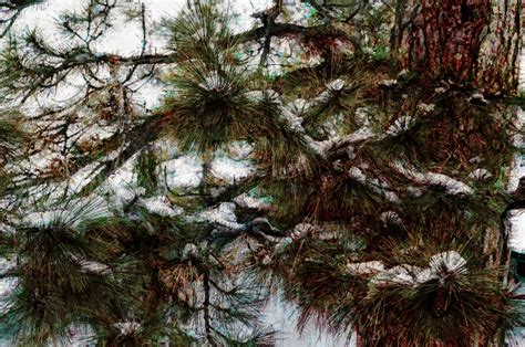 Snow On Pine Tree Branches Free Stock Photo Public Domain Pictures