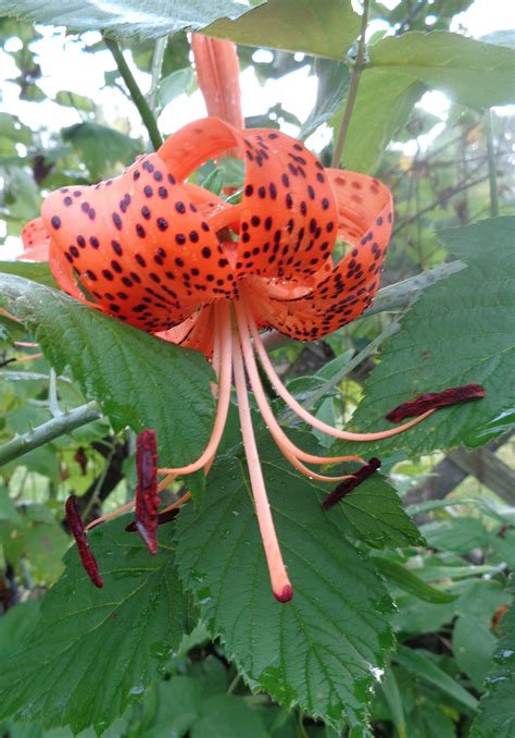 Tiger Lily In My Garden On July 19 2020 Natalya B Parriss Nbp