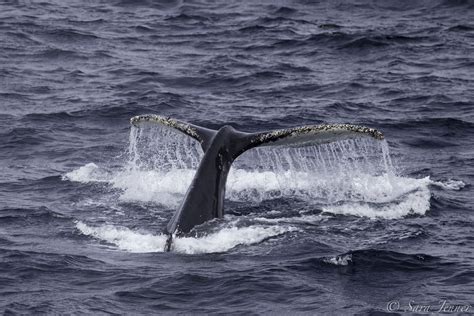 We Had A Great Sighting Of Humpback Whales In Antarctica Picture By