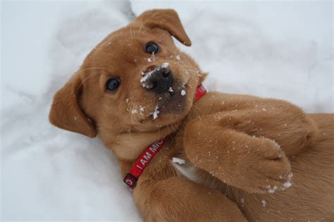 Puppies In Snow Tips To Help Keep Your Dog Comfortable In The Snow