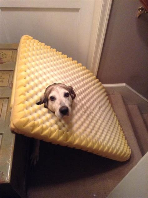 These 18 Dogs Are Stuck But Not Even Embarrassed About It In The