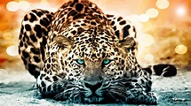 Cool Animal Wallpapers (63+ images)