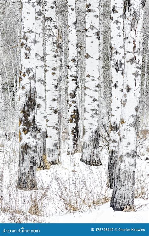 Small Cluster Of Aspen Trees In Winter With White Snow And Bark Stock