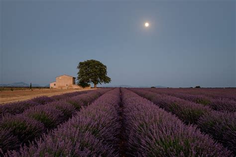 Moon valley nurseries has a great selection of lavender shrubs that are grown only from our best specimens. Lavender under the moon | Smithsonian Photo Contest ...